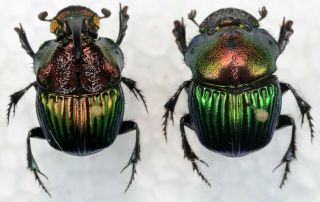 Phanaeus Tridens Pair From Mexico Coleoptera Scarabaeidae Scarabaeinae