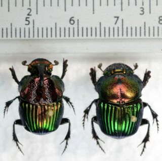 Phanaeus tridens PAIR from Mexico Coleoptera scarabaeidae scarabaeinae 2