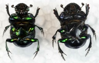Phanaeus tridens PAIR from Mexico Coleoptera scarabaeidae scarabaeinae 3