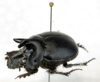 Dichotomius Diabolicus From Perú Coleoptera Scarabaeidae Scarabaeinae Phanaeus