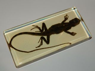 Oriental Garden Lizard - Real Preserved Specimen For Scientific Study