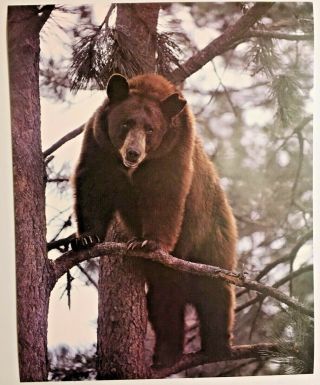 1982 Brown Black Bear Poster Grown In Tree Print Vintage Wall Art Lynn Rogers