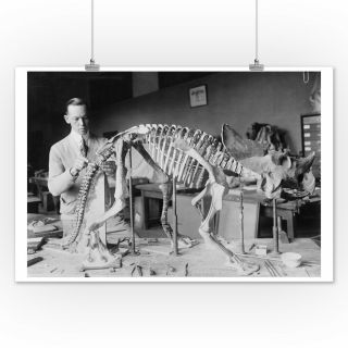 Fossil of a Baby Dinosaur Skeleton - Vintage Photo (Posters,  Wood & Metal Signs) 2