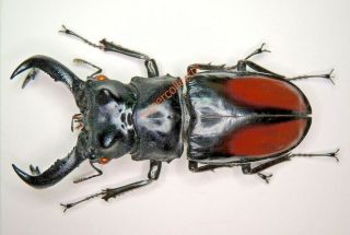 Lucanidae - Hexarthrius Parryi Deyrollei 87mm Very Big From Malaysia Kpb422