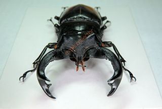 Lucanidae - Hexarthrius parryi deyrollei 87mm VERY BIG from Malaysia KPB422 2
