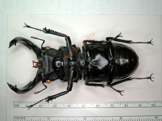 Lucanidae - Hexarthrius parryi deyrollei 87mm VERY BIG from Malaysia KPB422 3