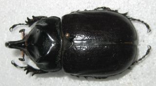 Dynastidae Scapanes affinis Male A1 48mm (Irian Jaya) 2