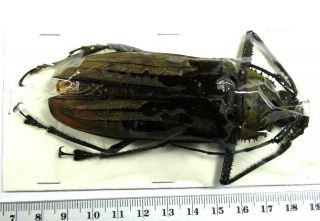 Beetles,  (2357),  Cerambycidae,  Xixuthrus Microcerus Lunicollis,  Female