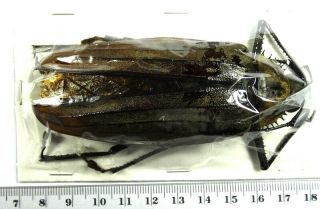 Beetles,  (2356),  Cerambycidae,  Xixuthrus Microcerus Lunicollis,  Male
