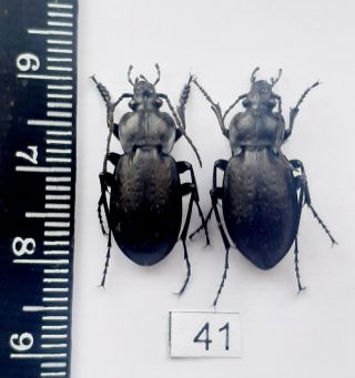 Beetles,  Insect,  Carabidae.  Carabus (trachycarabus) Scabriusculus Pair