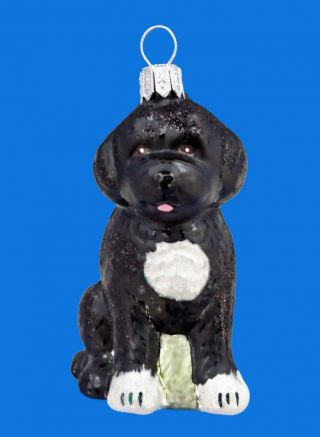 Portuguese Water Dog European Blown Glass Christmas Tree Ornament Hunde