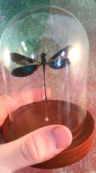 H21 Entomology Taxidermy Dragonfly Specimen Glass Dome Display Iridescent Wings
