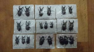 Coleoptera Lucanidae Lucanus Cervus Male 33 - 52 мм/ Female 43 - 44 Mm/ Ukraina