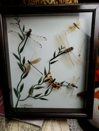 Taxidermy Dragonfly Specimen Mounted Framed Set Of 6 Dragonflies Wall Display