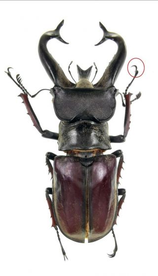 Insect Beetles Lucanidae Lucanus Thibetanus Isakii 73 Mm Myanmar