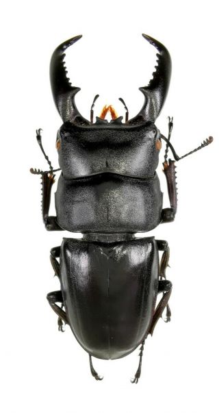 Insect Beetles Lucanidae Dorcus Titanus Sakishimanus 62 Mm Japan