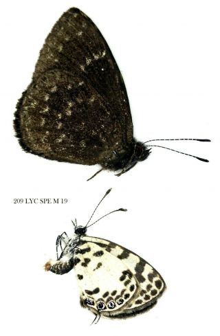 Insect Butterfly Moth Lycaenidae Species - Rare 209 Lyc Spe M 19