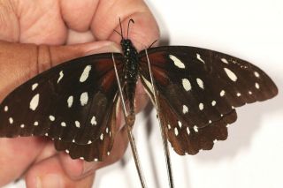 Papilionidae Papilio Rex Mimeticus From Uganda