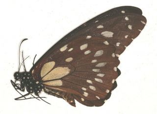 Papilionidae Papilio rex mimeticus from Uganda 2