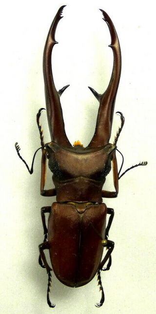 Beetles,  (2279),  Lucanidae,  Cyclommatus Imperator,  Male