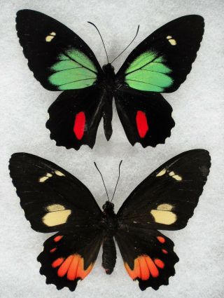 Insect/butterfly/ Parides Childrenae Childrenae - Pair