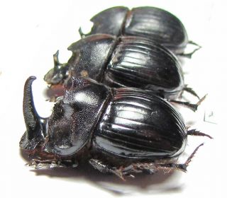 Scarabaeinae,  Copris sp. ,  pair,  South Africa Rep. 2