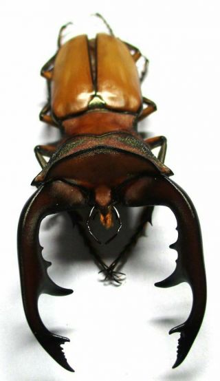 K004 Pa : Lucanidae: Cyclommatus Alagari Male 64.  5mm