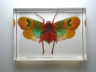 Scamandra Marcellae.  Real Planthopper Insect Embedded In Non - Toxic Resin