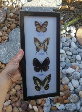 Real 4 Mounted Butterflies Rare Framed Real Butterflies Insect Display Decor 3