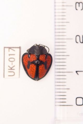 Chrysomelidae,  Sp Mexico Los Chimalapas Top Rare Uk - 017