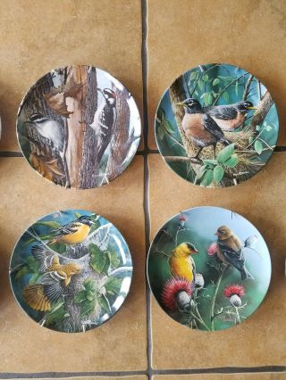 Birds Of Your Garden Set of 10 by Kevin Daniels,  Knowles Collector Plates. 3
