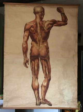 Vintage Anatomy Educational Poster - Pull Down Chart - The Muscles Of Man