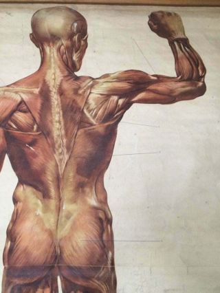 Vintage Anatomy Educational Poster - Pull Down Chart - The muscles of man 2