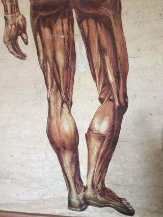 Vintage Anatomy Educational Poster - Pull Down Chart - The muscles of man 3