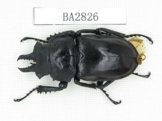 Beetle.  Neolucanus Sp.  China,  Yunnan,  Tengchong.  1m.  Ba2826.