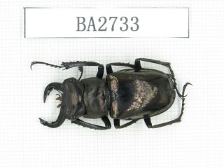 Beetle.  Eolucanus Sp.  Myanmar,  Kechin,  Nanse.  1m.  Ba2733.