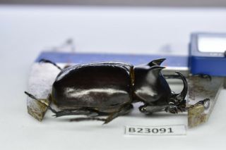 B23091 – Eupatorus Endoi Ps.  Beetles,  Insects Dak Nong Vietnam 48mm??
