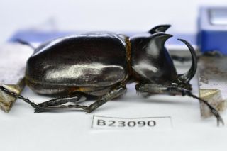 B23090 – Eupatorus Endoi Ps.  Beetles,  Insects Dak Nong Vietnam 48mm???
