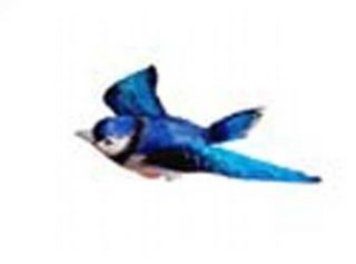 Blue Jay Window Magnet