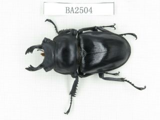 Beetle.  Neolucanus Sp.  China,  Yunnan,  Jinping County.  1m.  Ba2504.