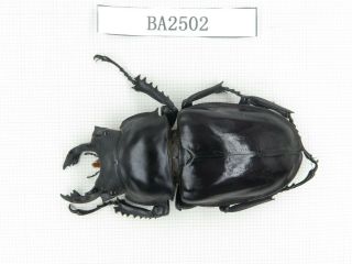 Beetle.  Neolucanus Sp.  China,  Yunnan,  Jinping County.  1m.  Ba2502.