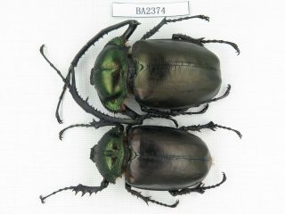 Beetle.  Cheirotonus Jansoni Ssp.  China,  Guangdong,  Mt.  Naning.  1p.  Ba2374.