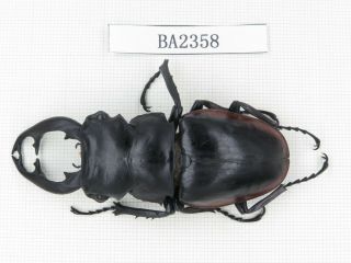 Beetle.  Odontolabis Cuvera Ssp.  China,  Guangdong,  Mt.  Naning.  1m.  Ba2358.