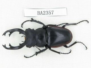 Beetle.  Odontolabis Cuvera Ssp.  China,  Guangdong,  Mt.  Naning.  1m.  Ba2357.