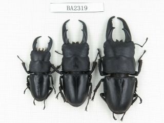 Beetle.  Dorcus Titanus Ssp.  China,  Guizhou,  Mt.  Miaoling.  3m.  Ba2319.