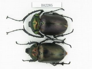 Beetle.  Cheirotonus Jansoni Ssp.  China,  Guizhou,  Mt.  Leigongshan.  1p.  Ba2285.