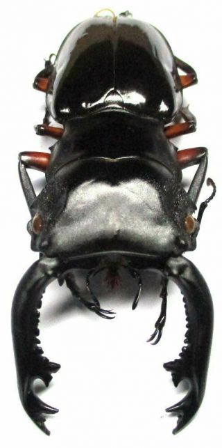 H004 Pa : Lucanidae: Odontolabis Imperialis Komorii Male 67mm