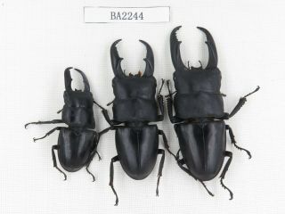 Beetle.  Dorcus Titanus Ssp.  China,  Guizhou,  Mt.  Leigongshan.  3m.  Ba2244.