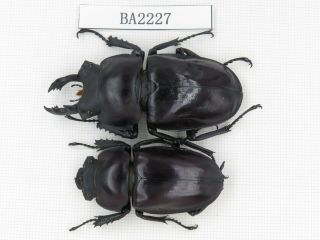 Beetle.  Neolucanus Sp.  China,  Guizhou,  Mt.  Leigongshan.  1p.  Ba2227.
