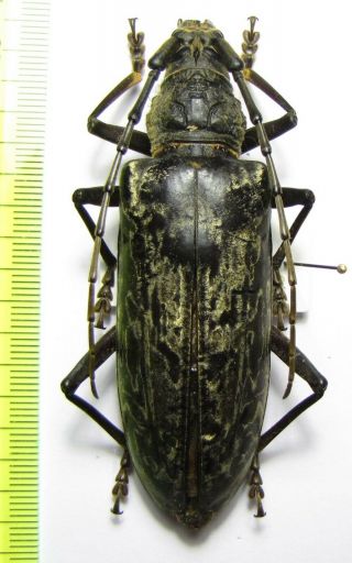 Cerambycidae,  Neocerambyx Luzonicus Pseudoparis,  Malaysia 81 Mm
